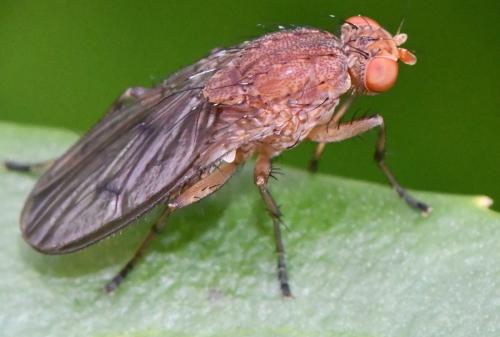 Suillia affinis